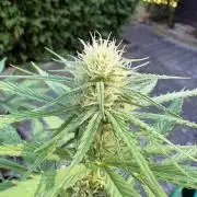 Outdoor Fastbuds🍰❄️