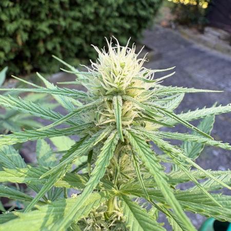 Outdoor Fastbuds🍰❄️