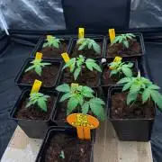 Solfire X GHS X Exotic X Grounded