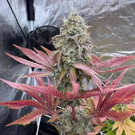 Solfire X Blackfarm X ExoticX GHS🍋🍒⛽️