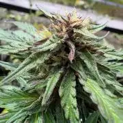 Outdoor Fastbuds🍰❄️