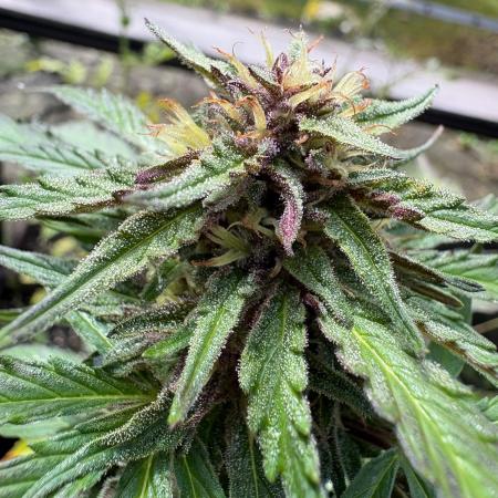 Outdoor Fastbuds🍰❄️