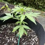 Outdoor Auto Fastbuds