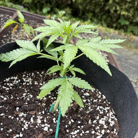 Outdoor Auto Fastbuds