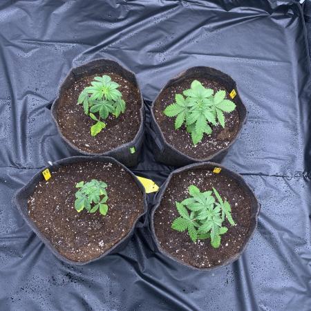 first indoor legal grow!