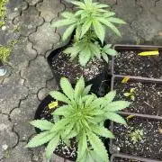 Outdoor Auto Fastbuds