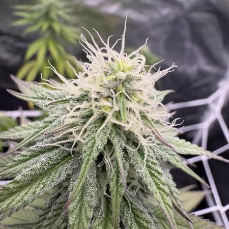 Solfire X Blackfarm X ExoticX GHS🍋🍒⛽️