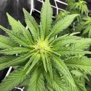 Solfire X Blackfarm X ExoticX GHS🍋🍒⛽️