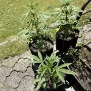 Outdoor Fastbuds🍰❄️