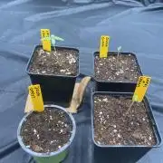 first indoor legal grow!