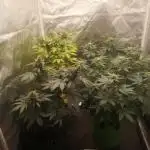 Spring 2025 RQS run #2