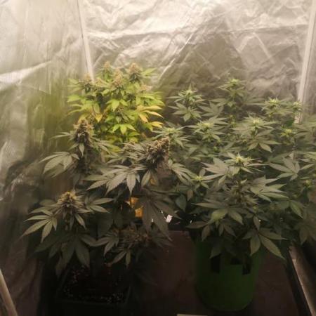 Spring 2025 RQS run #2