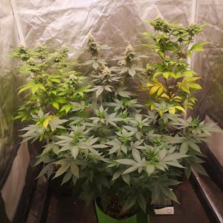 Spring 2025 RQS run #2