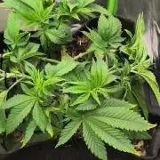 White Widow - 50L Organic