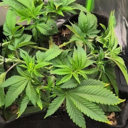 White Widow - 50L Organic