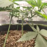 Franco's Lemon Cheese=SLH x ExodusCheese
