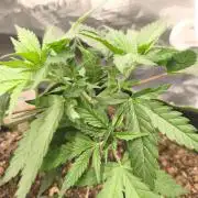 Wonder Pie = Wedding Cake x OG Kush