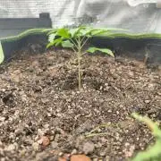 Wonder Pie = Wedding Cake x OG Kush