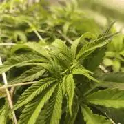 Sol vivant 15L - Ztrawberry