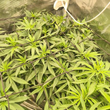 Wonder Pie = Wedding Cake x OG Kush