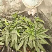 Wonder Pie = Wedding Cake x OG Kush