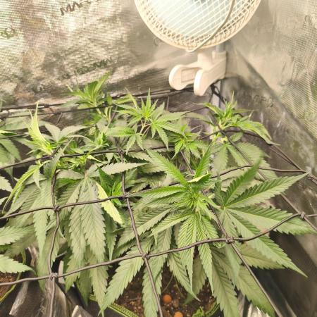Wonder Pie = Wedding Cake x OG Kush