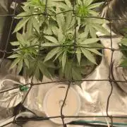 Blue Zushi = Kush Mints x Zkittlez