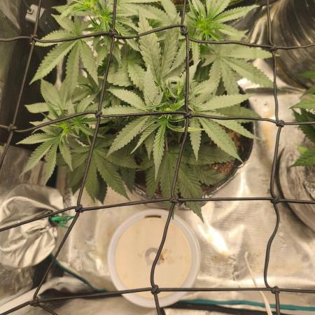 Blue Zushi = Kush Mints x Zkittlez