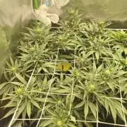 Franco Lemon Cheese - 50L Organic