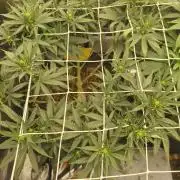 Franco Lemon Cheese - 50L Organic
