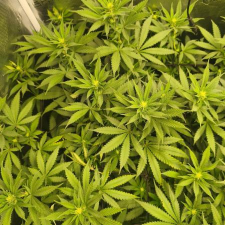 Franco's Lemon Cheese=SLH x ExodusCheese