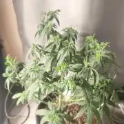 Blue Zushi = Kush Mints x Zkittlez
