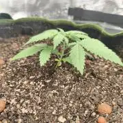 Franco's Lemon Cheese=SLH x ExodusCheese