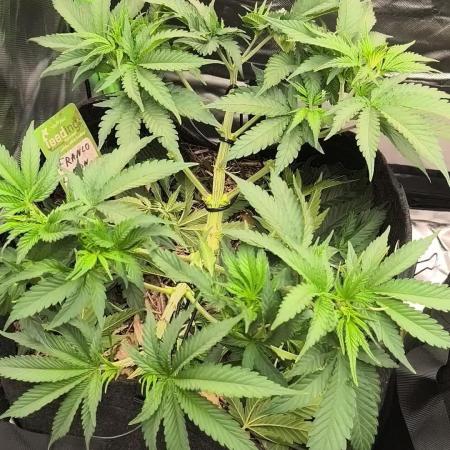 Franco Lemon Cheese - 50L Organic