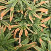 Franco's Lemon Cheese=SLH x ExodusCheese