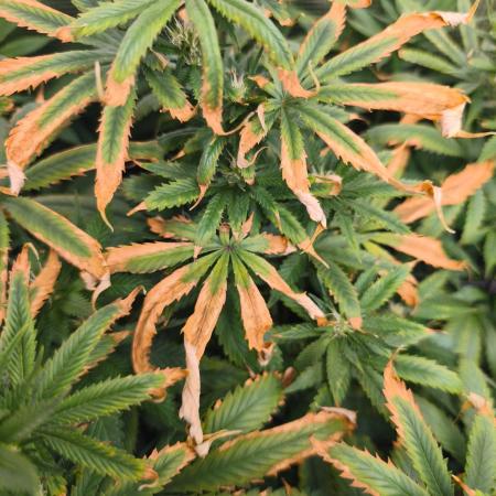 Franco's Lemon Cheese=SLH x ExodusCheese