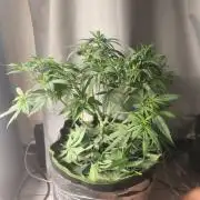 Wonder Pie = Wedding Cake x OG Kush