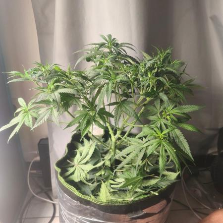 Wonder Pie = Wedding Cake x OG Kush