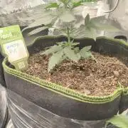 Wonder Pie = Wedding Cake x OG Kush