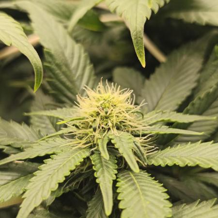 White Widow - 50L Organic