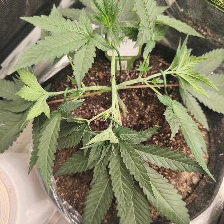 Blue Zushi = Kush Mints x Zkittlez