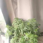 Franco's Lemon Cheese=SLH x ExodusCheese