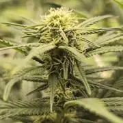 Franco Lemon Cheese - 50L Organic