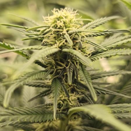 Franco Lemon Cheese - 50L Organic