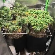 Franco Lemon Cheese - 50L Organic