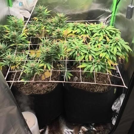 Franco Lemon Cheese - 50L Organic