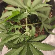 Shishka Lemonade = SLH x Shishkaberry