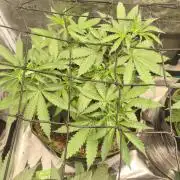 Franco's Lemon Cheese=SLH x ExodusCheese