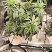 Blue Zushi = Kush Mints x Zkittlez