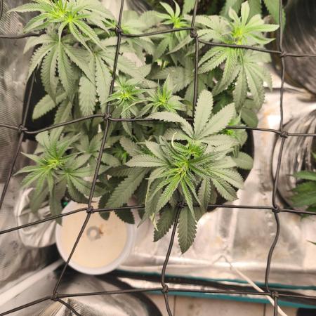 Blue Zushi = Kush Mints x Zkittlez